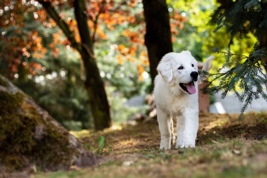 Perro sin parásitos, perro feliz