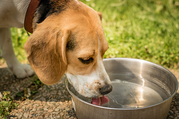 perro bebiendo agua