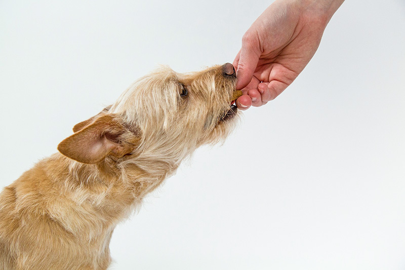 Perro comiendo de la mano