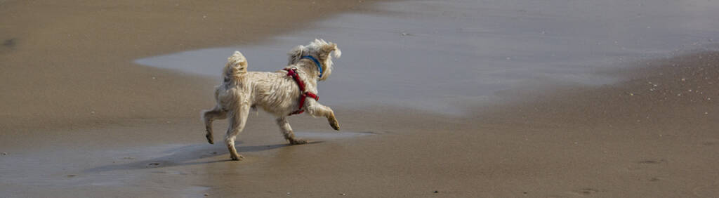 perro en la playa